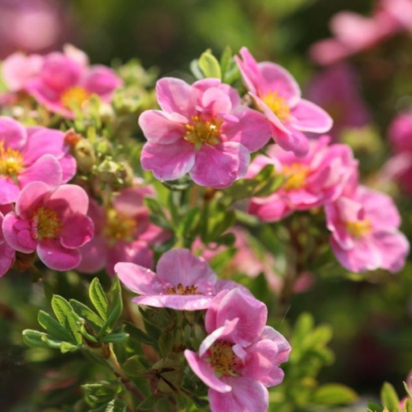 Potentilla fruticosa Pink Paradise (Floração)