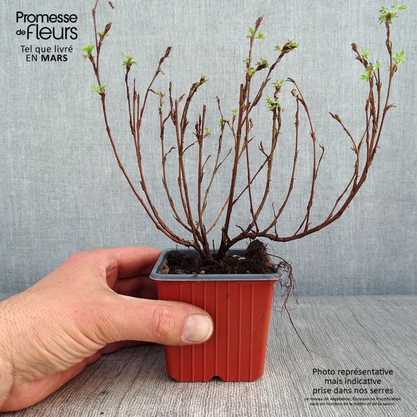 Amostra de Potentilla fruticosa Pink Paradise Vaso de 8/9 cm tal como entregue no inverno