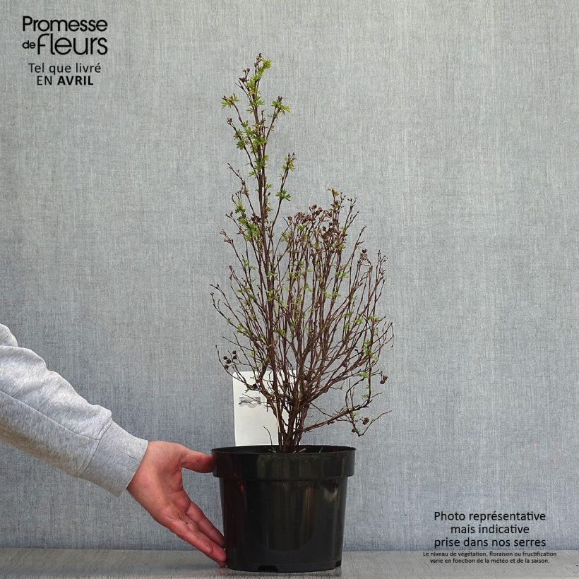 Amostra de Potentilla fruticosa Pink Paradise Vaso de 2 L/3 L tal como entregue na primavera