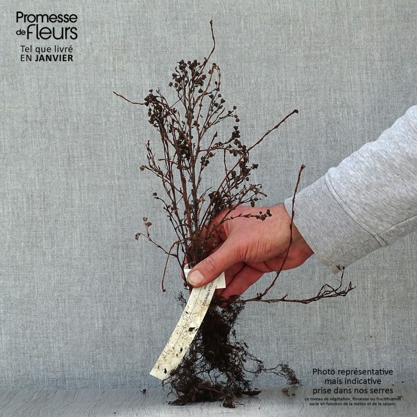 Amostra de Potentilla fruticosa Princess Pink Queen - Potentille arbustive Raízes nuas tal como entregue no inverno