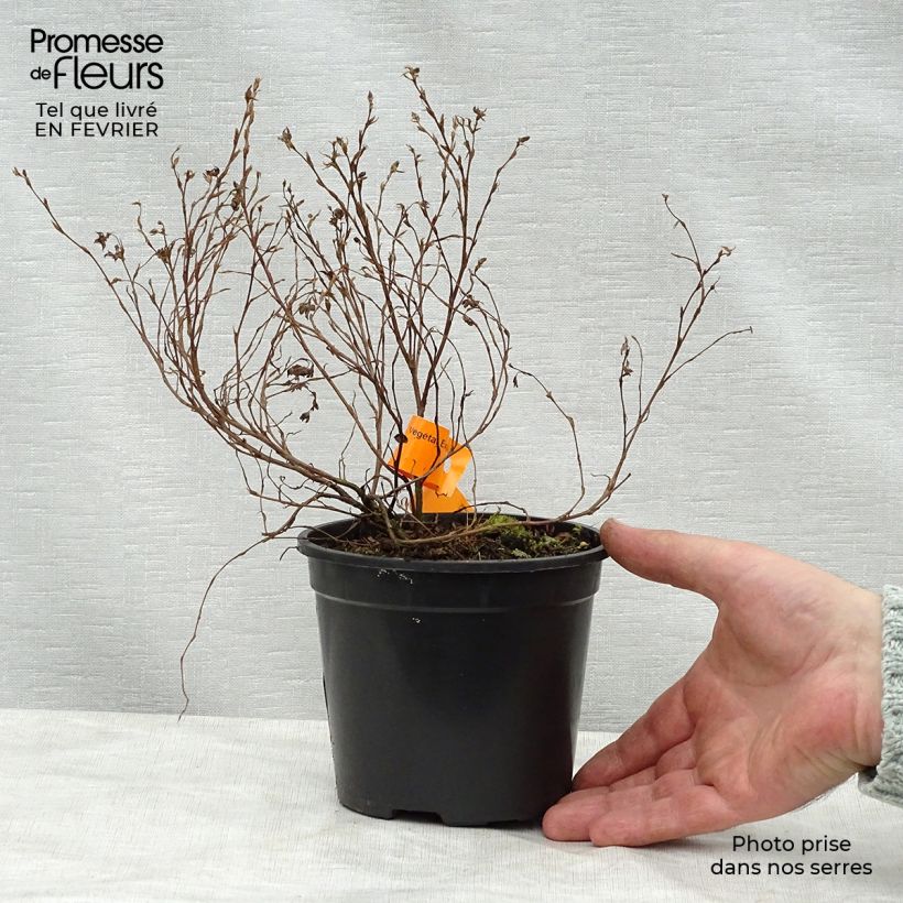 Amostra de Potentilla fruticosa Red Ace - Potentille arbustive Vaso de 1 L/1,5 L tal como entregue no inverno