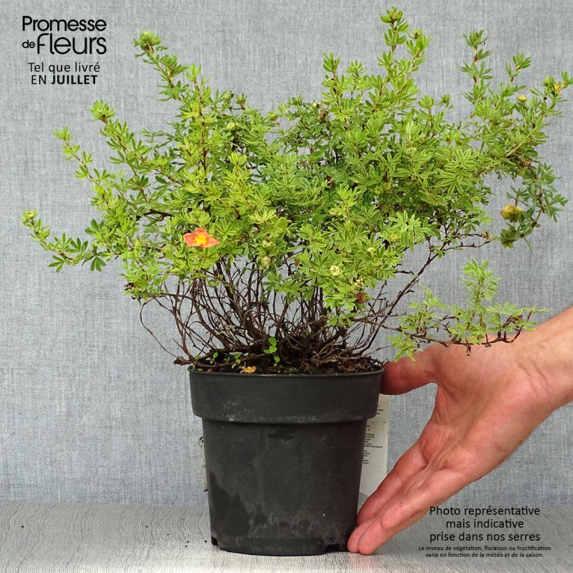 Amostra de Potentilla fruticosa Red Ace Vaso de 1 L/1,5 L tal como entregue no verão