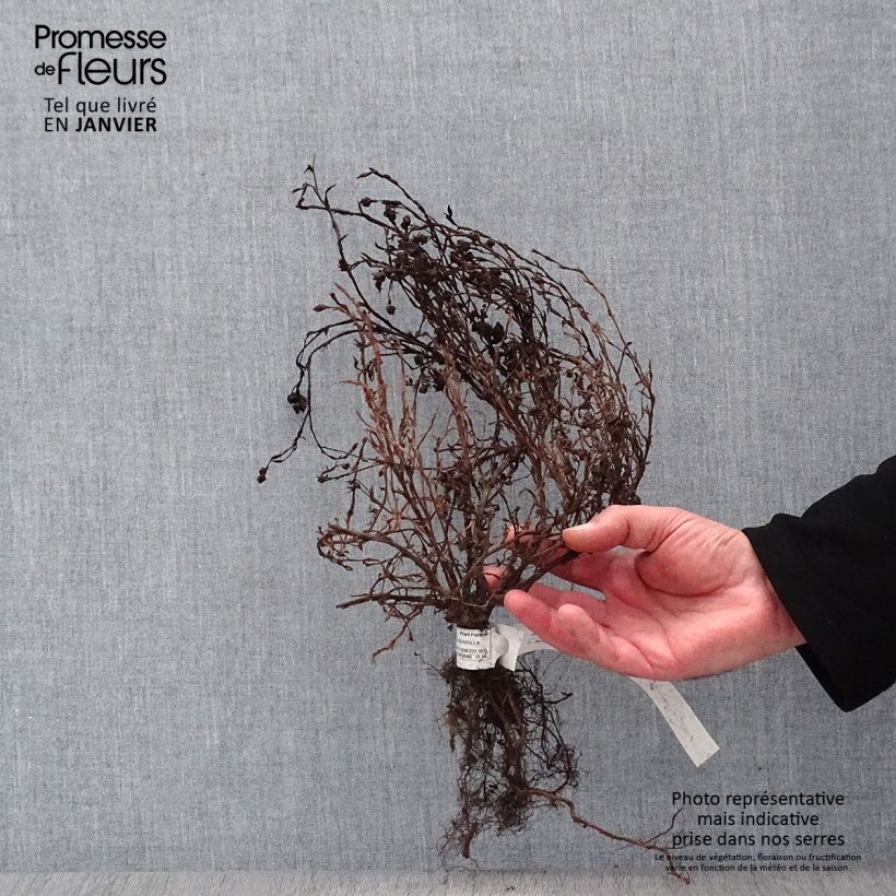 Amostra de Potentilla fruticosa Red Ace - Potentille arbustive Raízes nuas tal como entregue no inverno