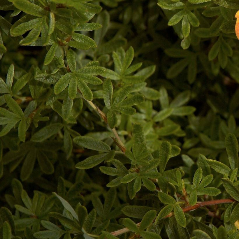 Potentilla fruticosa Red Ace (Folhagem)