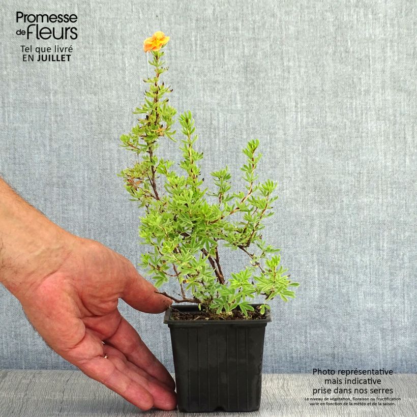Amostra de Potentilla fruticosa Red Ace Vaso de 8/9 cm tal como entregue no verão