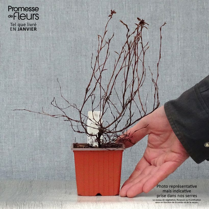 Amostra de Potentilla fruticosa Red Ace - Potentille arbustive Vaso de 8/9 cm tal como entregue no inverno
