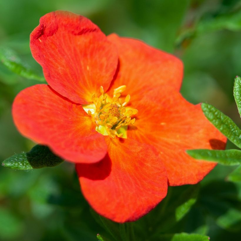 Potentilla fruticosa Red Joker (Floração)