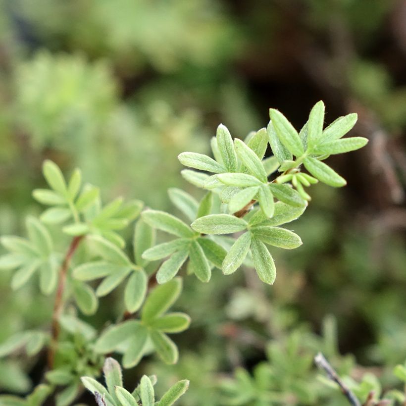 Potentilla fruticosa Tangerine (Folhagem)