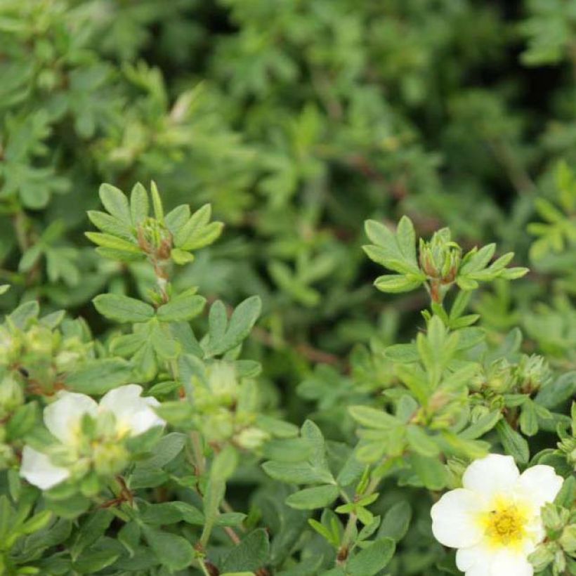 Potentilla fruticosa White Lady (Folhagem)