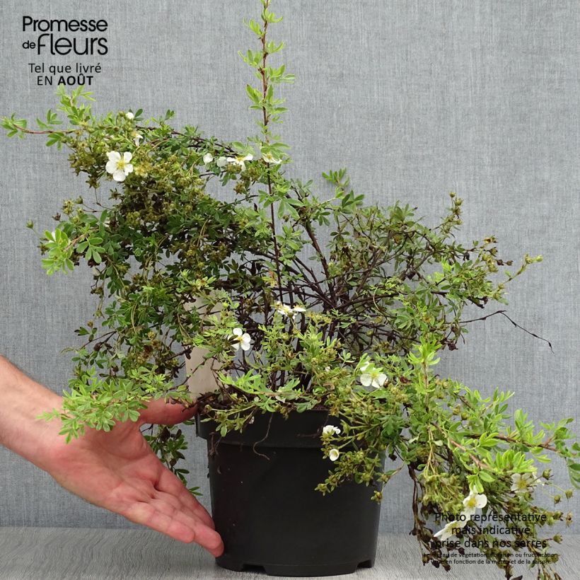 Amostra de Potentilla fruticosa White Lady Vaso de 3 L/4 L tal como entregue no verão