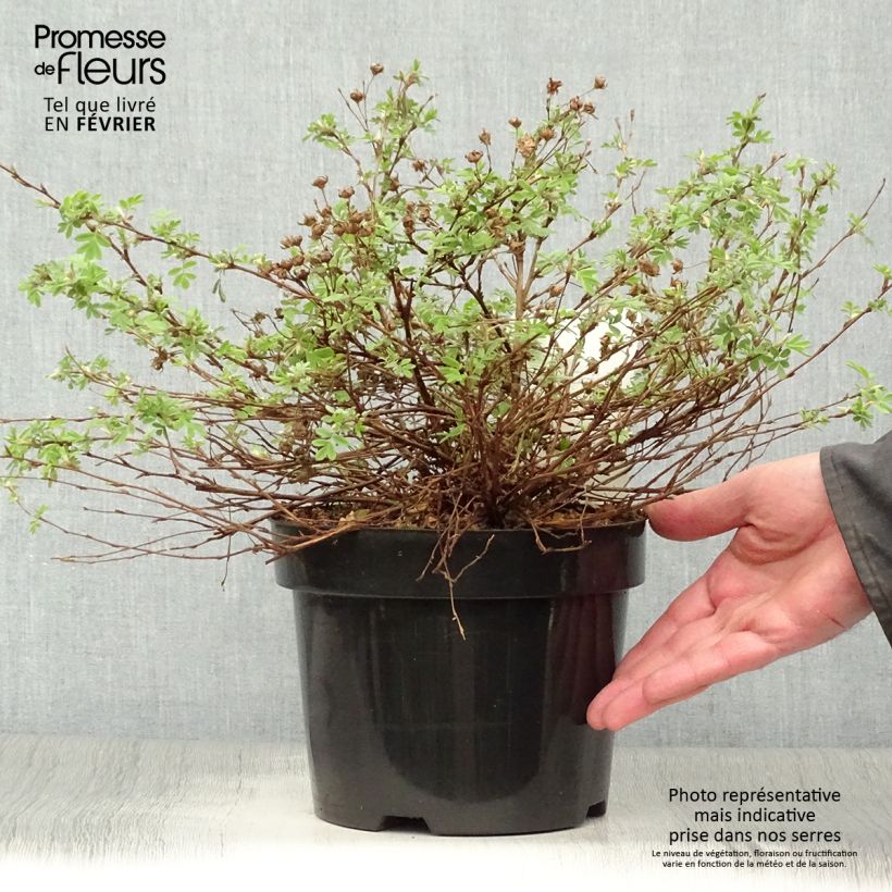 Amostra de Potentilla fruticosa White Lady - Potentille arbustive Vaso de 3 L/4 L tal como entregue no inverno