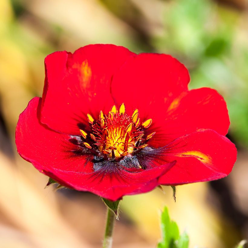 Potentilla Flamenco (Floração)