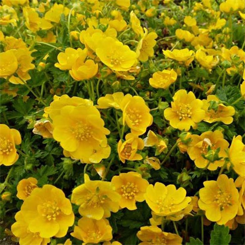 Potentilla Orange (Floração)