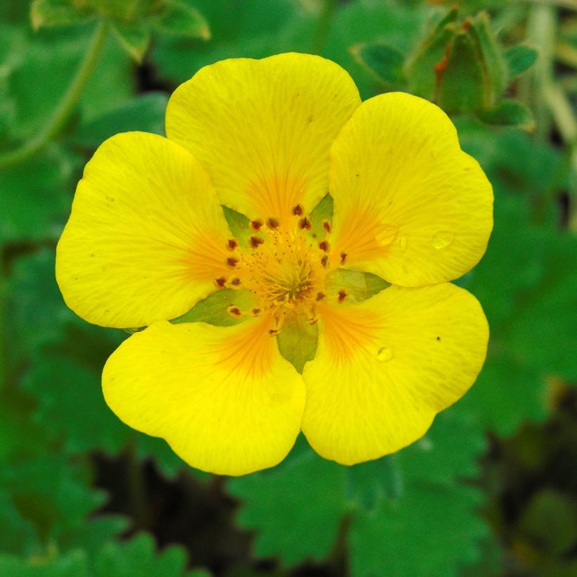Potentilla megalantha (Floração)