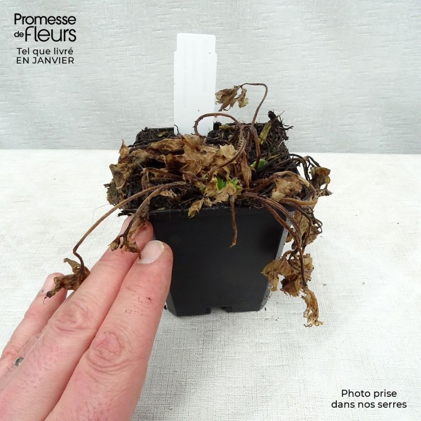 Amostra de Potentilla megalantha - Potentille à grandes fleurs Vaso de 8/9 cm tal como entregue no inverno