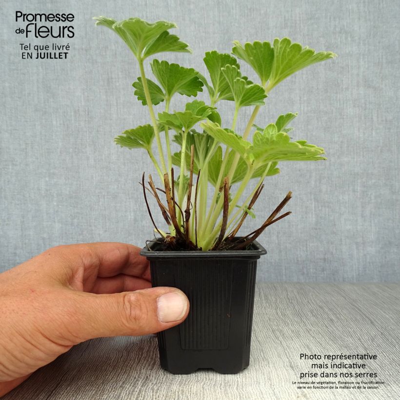 Amostra de Potentilla megalantha Vaso de 8/9 cm tal como entregue no verão