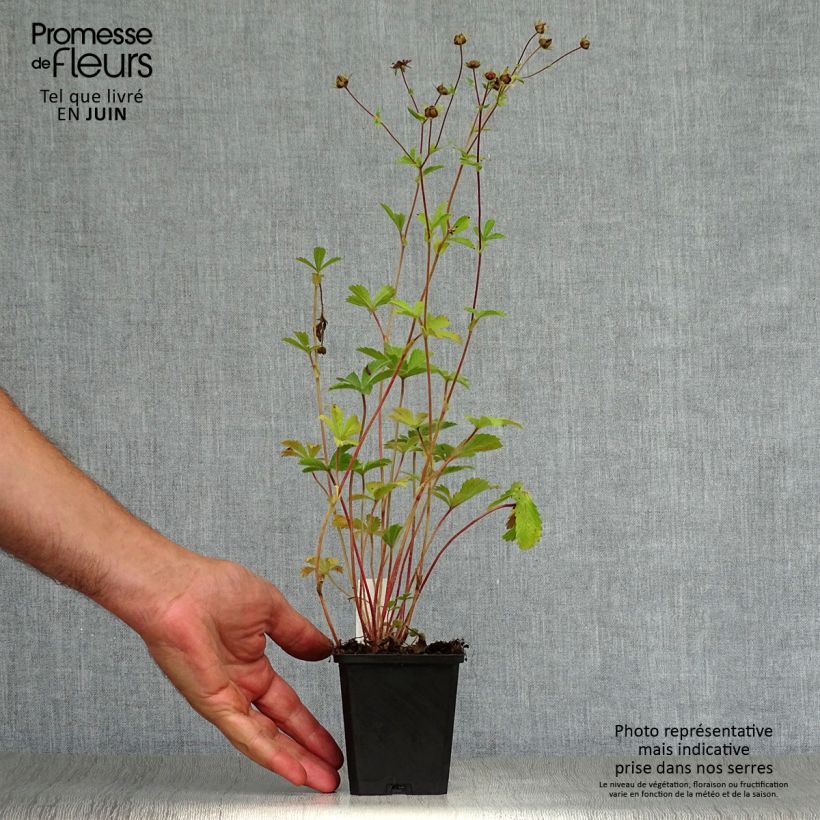 Amostra de Potentilla nepalensis Miss Willmott Vaso de 8/9 cm tal como entregue no verão