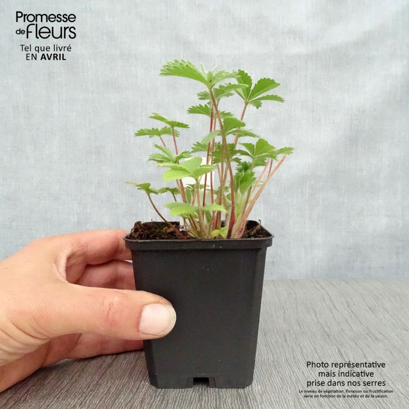 Amostra de Potentilla nepalensis Miss Willmott Vaso de 8/9 cm tal como entregue na primavera