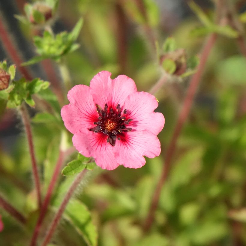 Potentilla nepalensis Miss Willmott (Floração)