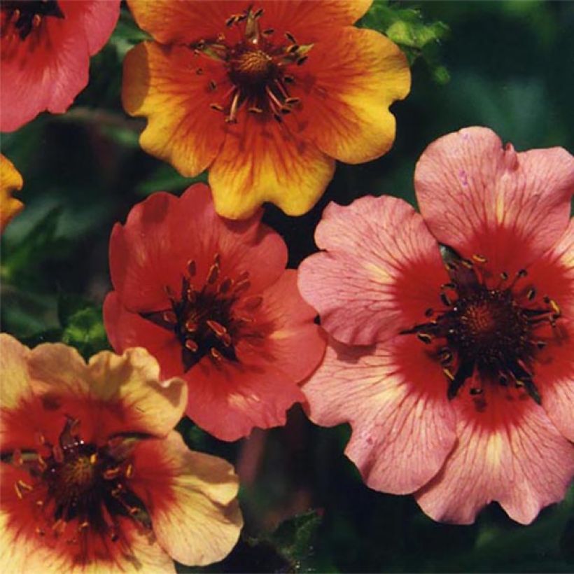 Potentilla nepalensis Miss Willmott (Floração)