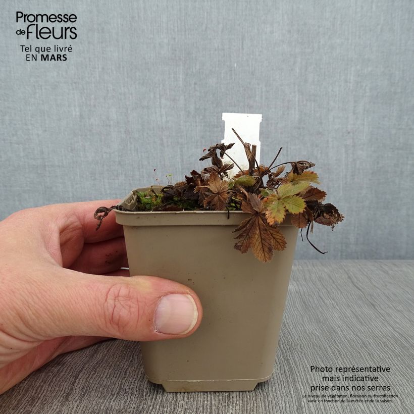 Amostra de Potentilla recta - Potentille érigée  Vaso de 8/9 cm tal como entregue no inverno