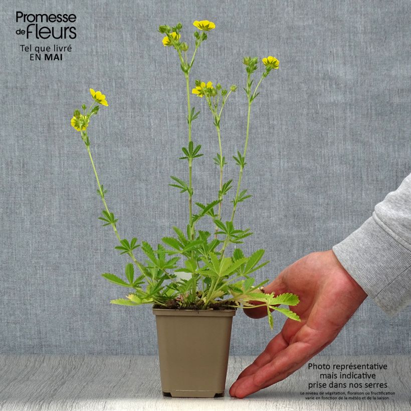Amostra de Potentilla recta Warrenii Vaso de 8/9 cm tal como entregue na primavera