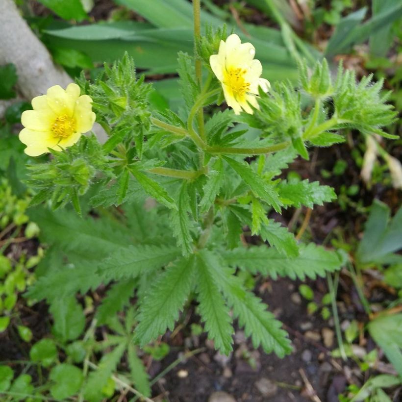 Potentilla recta Warrenii (Hábito)