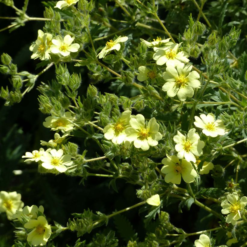 Potentilla recta var. sulphurea (Floração)
