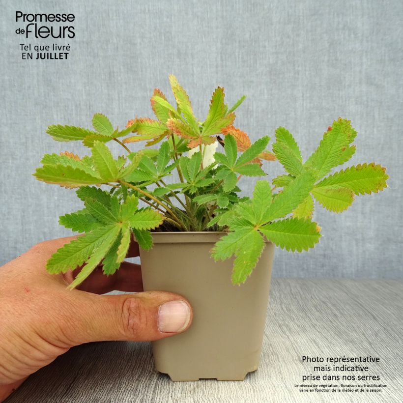 Amostra de Potentilla recta var. sulphurea Vaso de 8/9 cm tal como entregue no verão