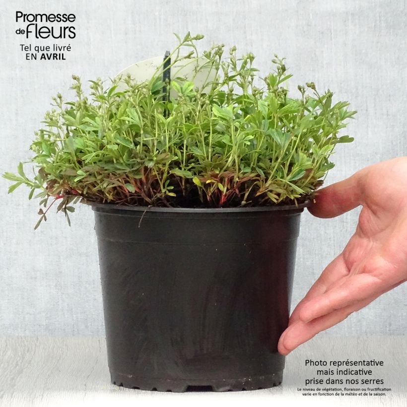 Amostra de Potentilla tridentata Nuuk Vaso de 1,5 L/2 L tal como entregue na primavera