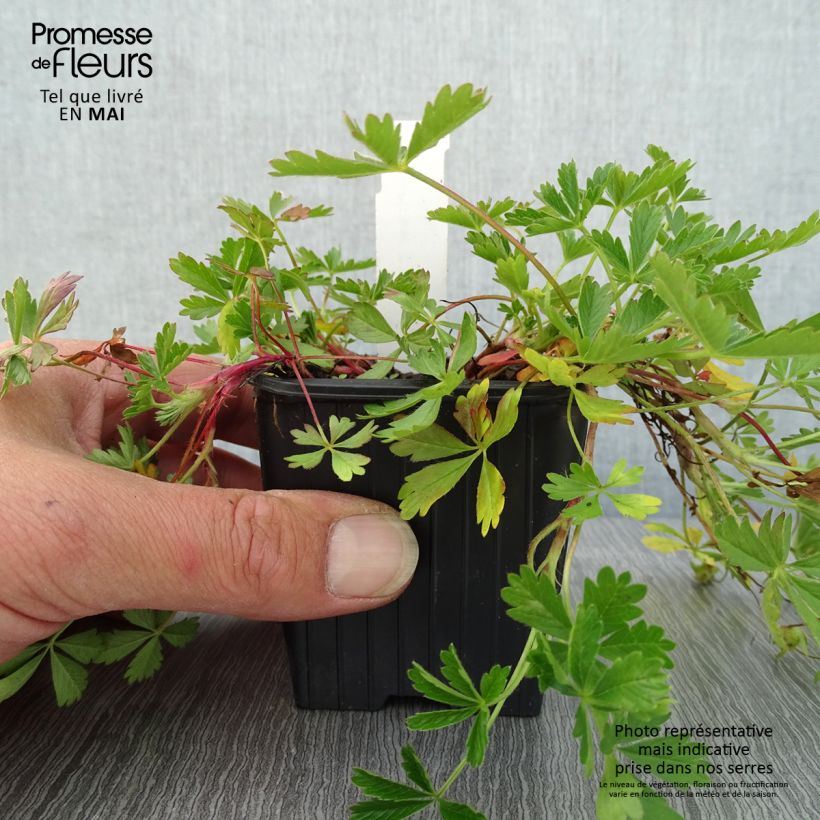 Amostra de Potentilla verna Vaso de 8/9 cm tal como entregue na primavera