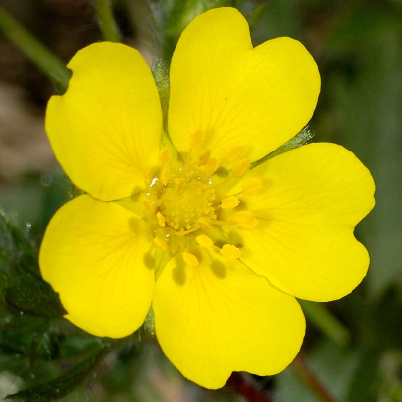 Potentilla verna (Floração)