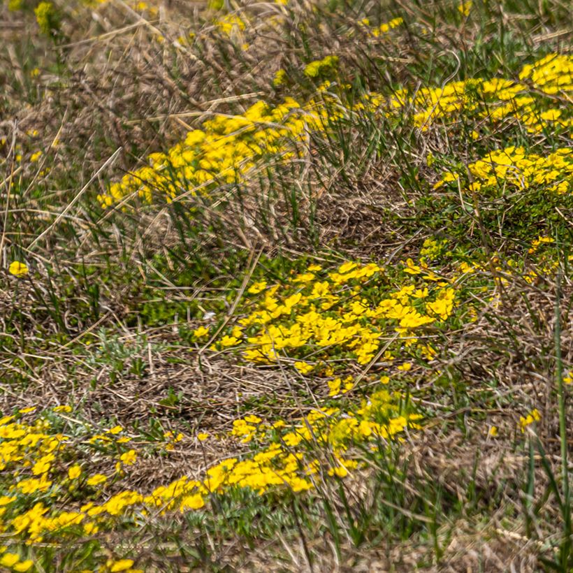 Potentilla verna (Hábito)