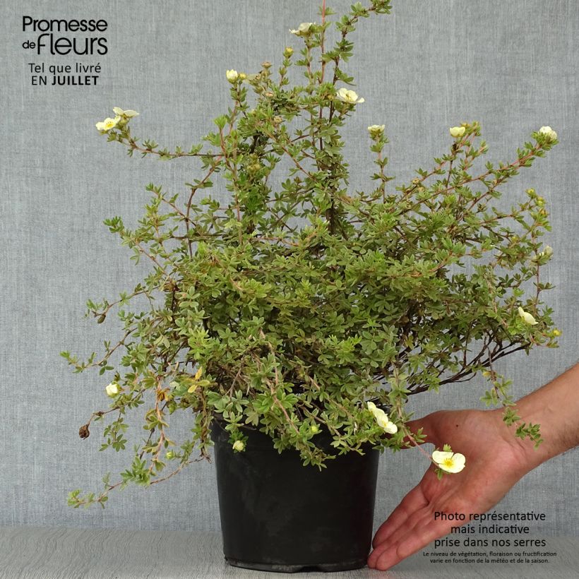 Amostra de Potentilla fruticosa Primrose Beauty Vaso de 2 L/3 L tal como entregue no verão