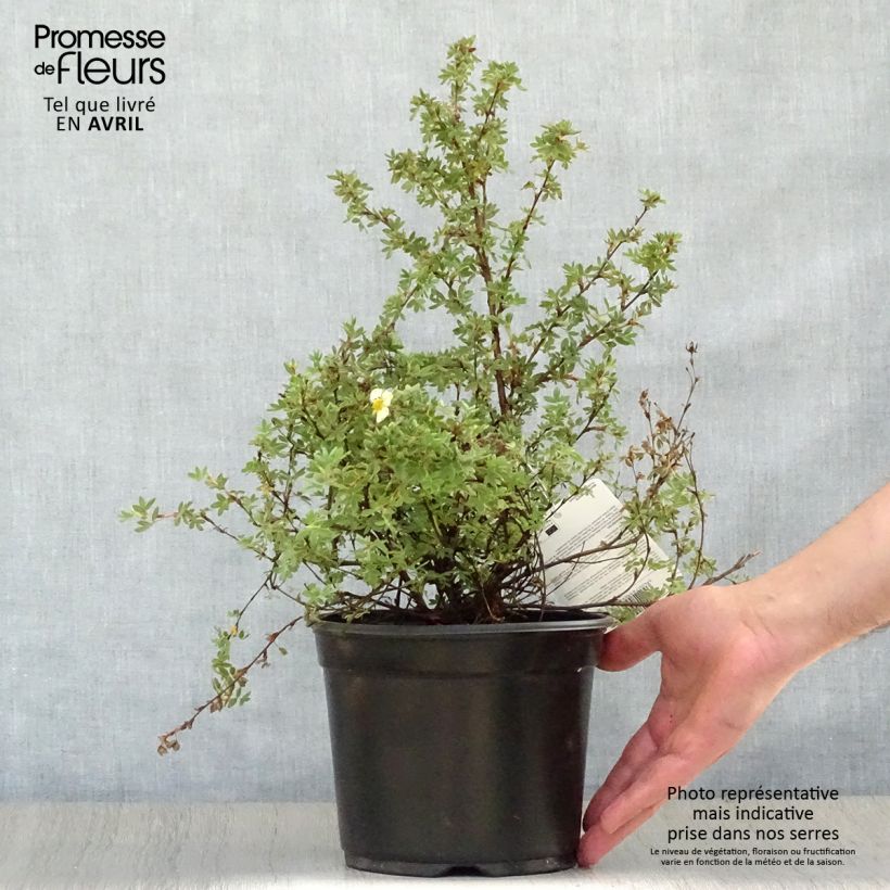 Amostra de Potentilla fruticosa Primrose Beauty Vaso de 2 L/3 L tal como entregue na primavera