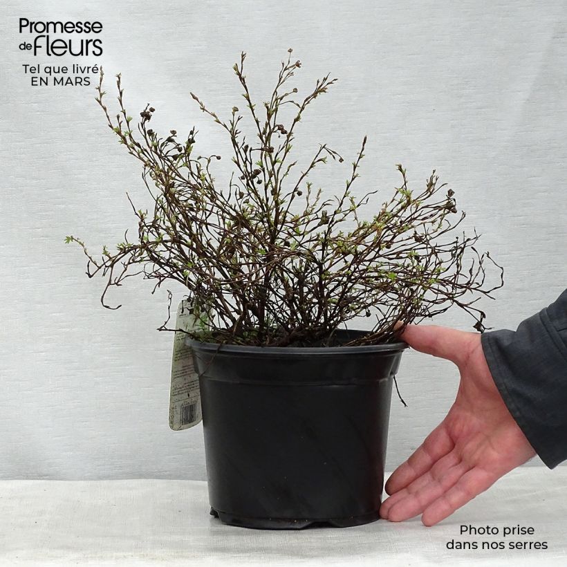 Amostra de Potentilla fruticosa Princess Pink Queen Vaso de 2 L/3 L tal como entregue na primavera