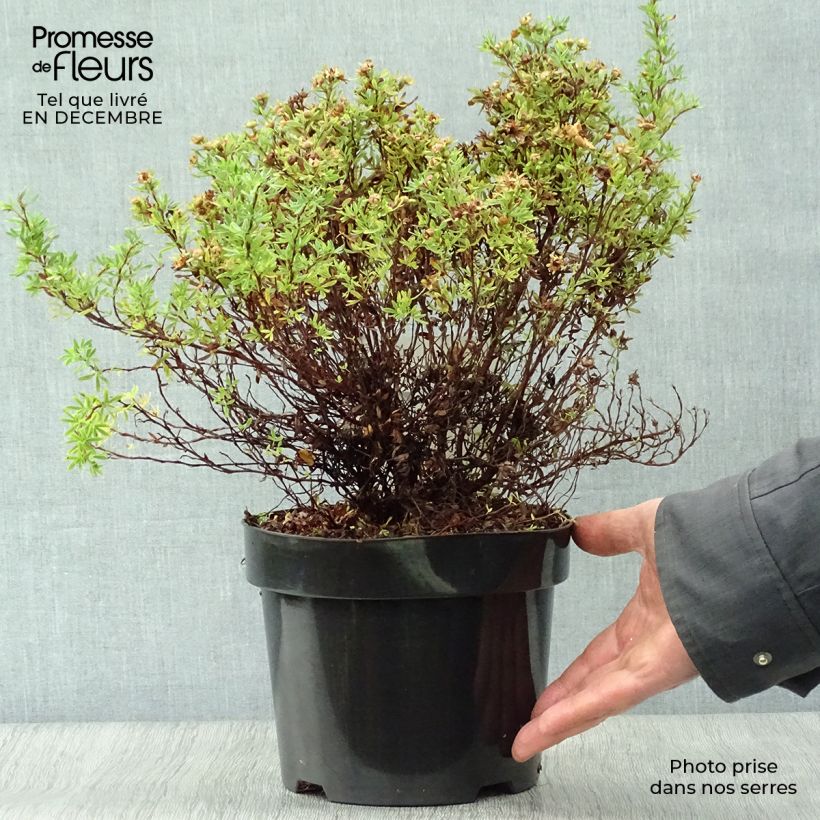 Amostra de Potentille arbustive Bella Sol - Potentilla fruticosa Vaso de 2 L/3 L tal como entregue no inverno