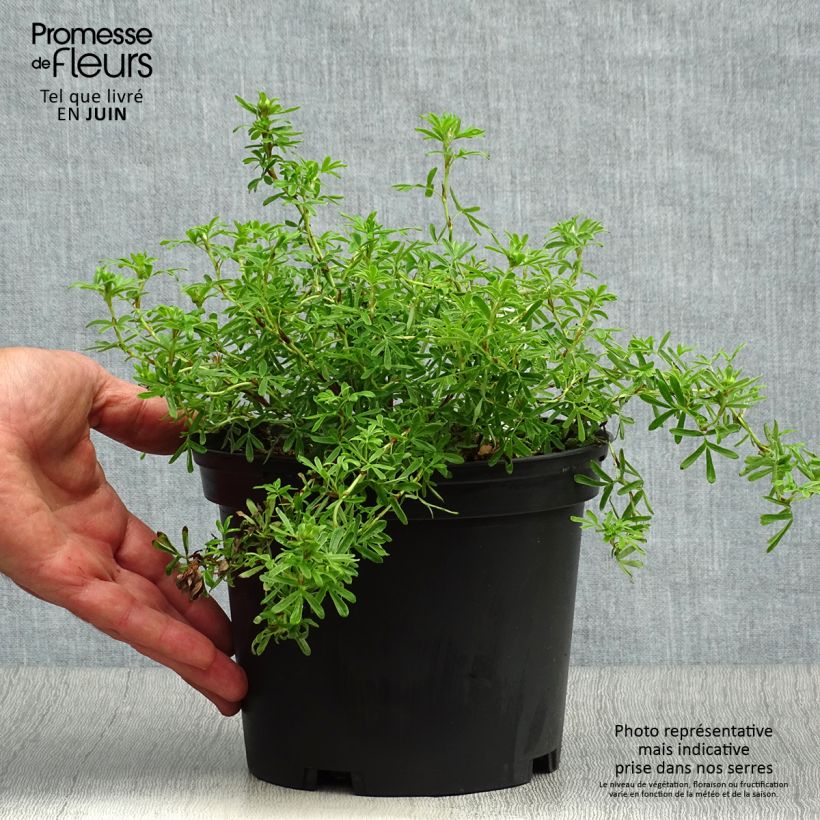 Amostra de Potentilla fruticosa Bella Sol Vaso de 2 L/3 L tal como entregue no verão