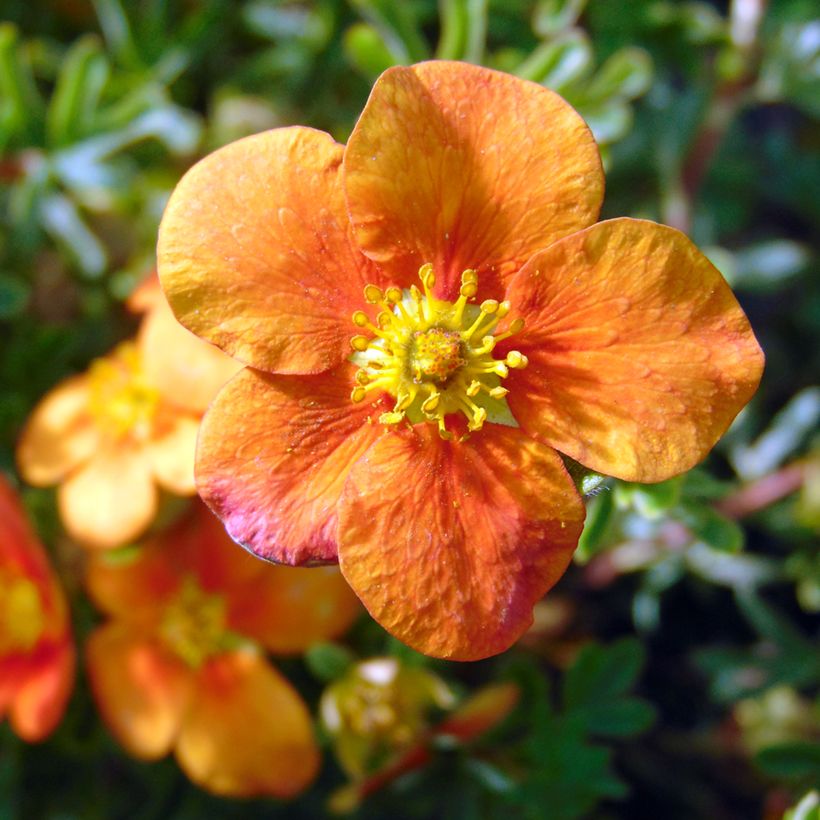 Potentilla fruticosa Hopley's Orange (Floração)