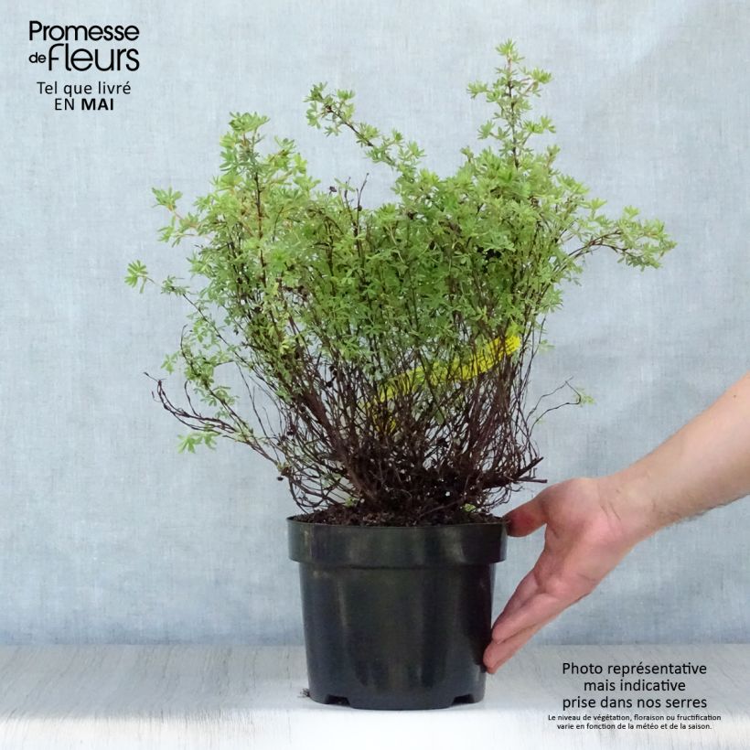 Amostra de Potentilla fruticosa Hopley's Orange Vaso de 3 L/4 L tal como entregue na primavera