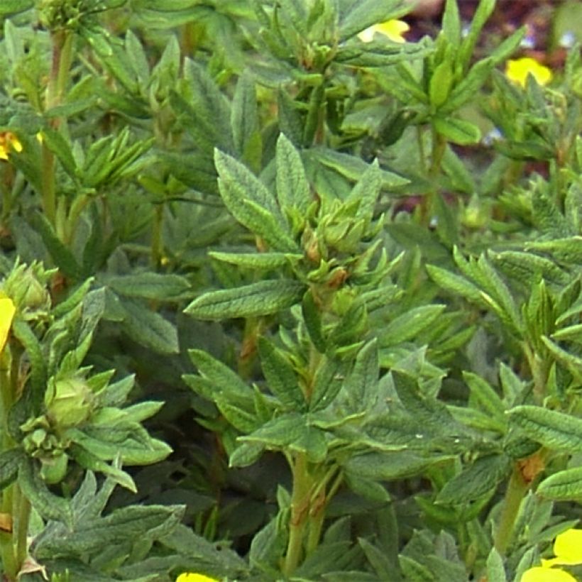 Potentilla fruticosa Kobold (Folhagem)
