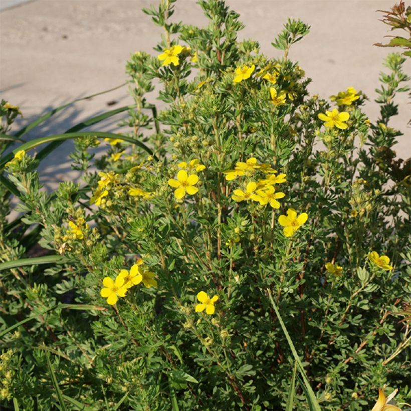 Potentilla fruticosa Kobold (Hábito)