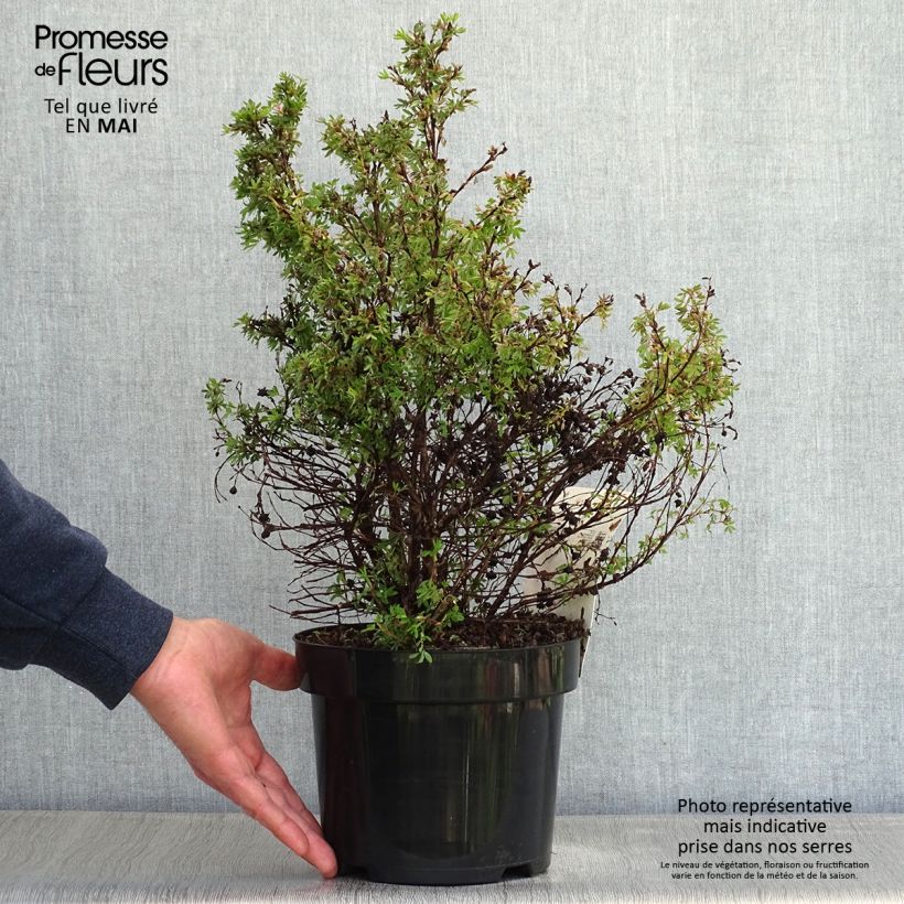 Amostra de Potentilla fruticosa Kobold Vaso de 3 L/4 L tal como entregue na primavera