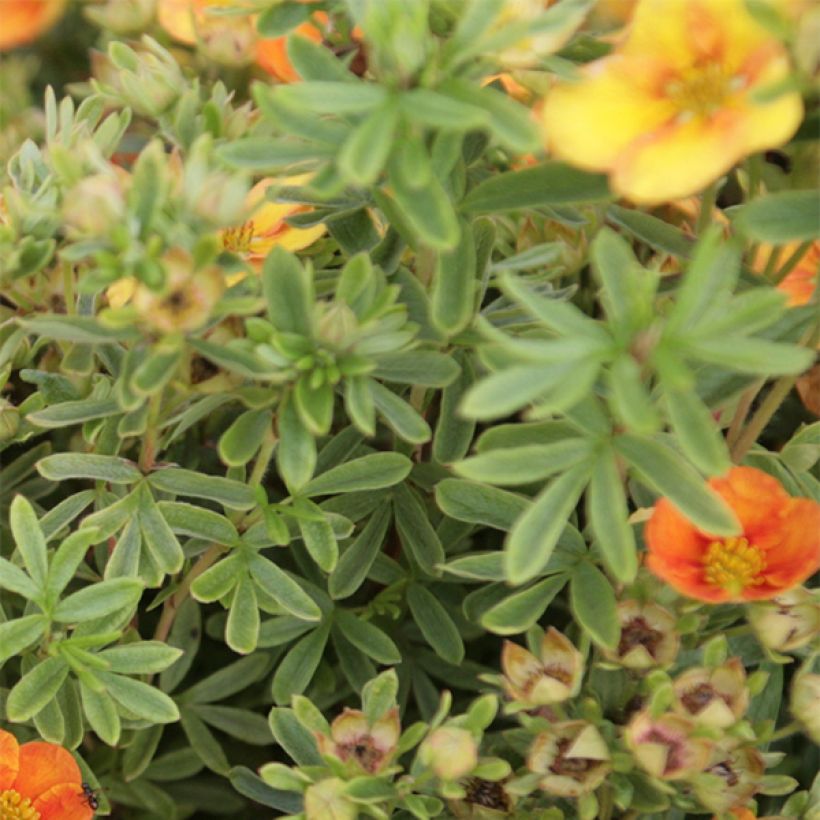 Potentilla fruticosa Mango Tango (Folhagem)