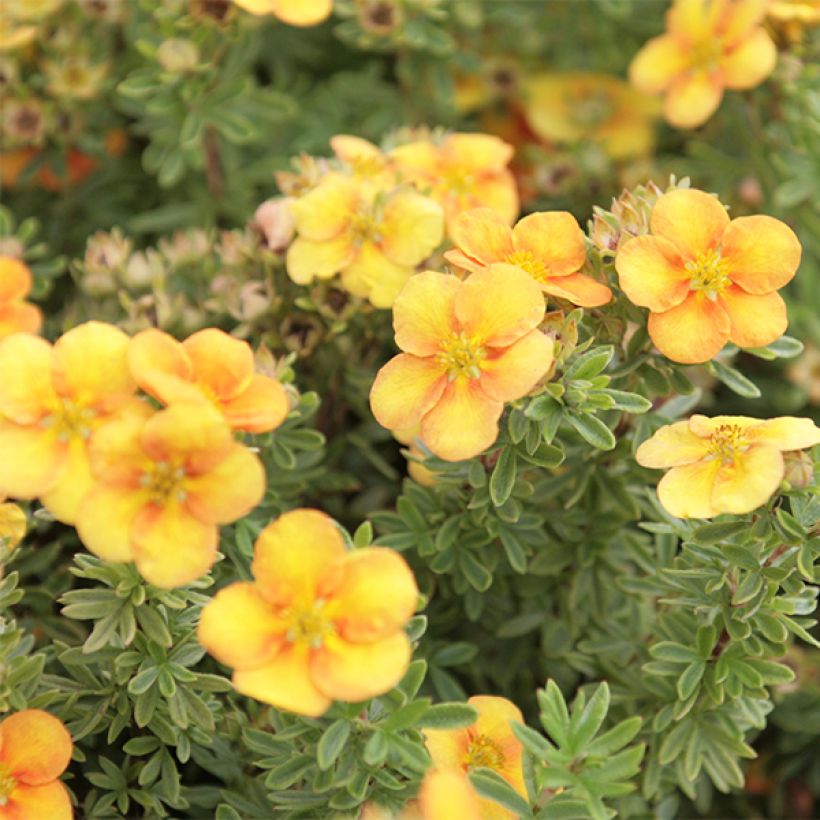 Potentilla fruticosa Mango Tango (Floração)