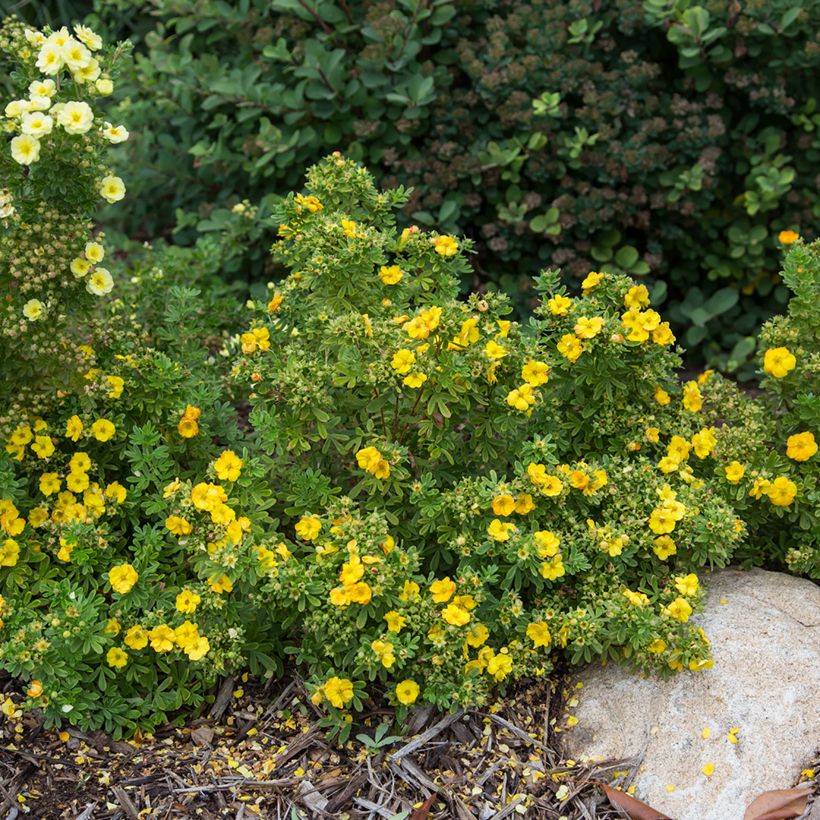 Potentilla fruticosa Marmalade (Hábito)