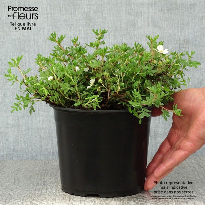 Amostra de Potentilla fruticosa Bella Bianca Vaso de 2 L/3 L tal como entregue na primavera