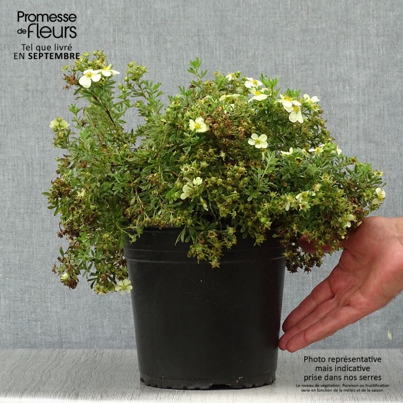 Amostra de Potentilla fruticosa Creamissima Vaso de 4 L/5 L tal como entregue no outono