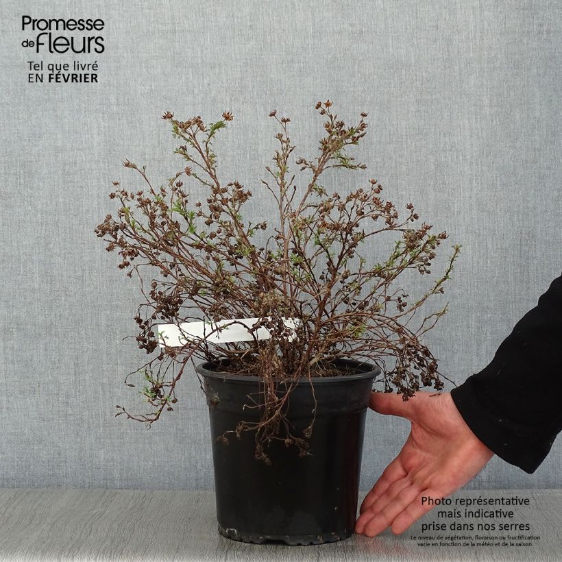 Amostra de Potentille arbustive - Potentilla fruticosa Creamissima Vaso de 4 L/5 L tal como entregue no inverno