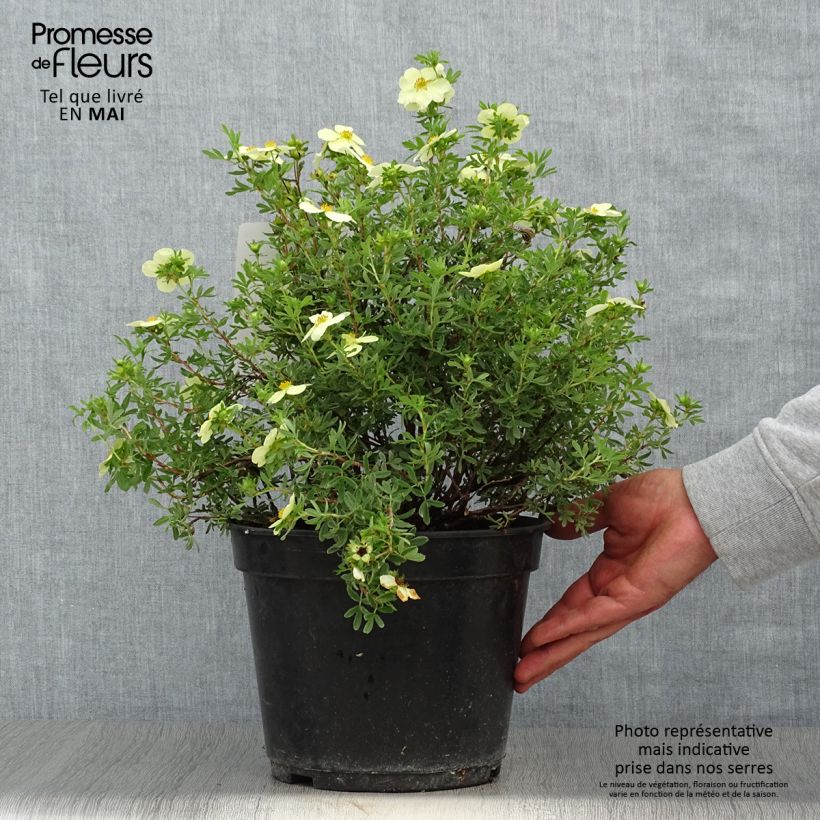 Amostra de Potentilla fruticosa Creamissima Vaso de 4 L/5 L tal como entregue na primavera